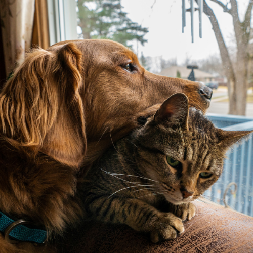 Animal Surrender Central Alberta Humane Society