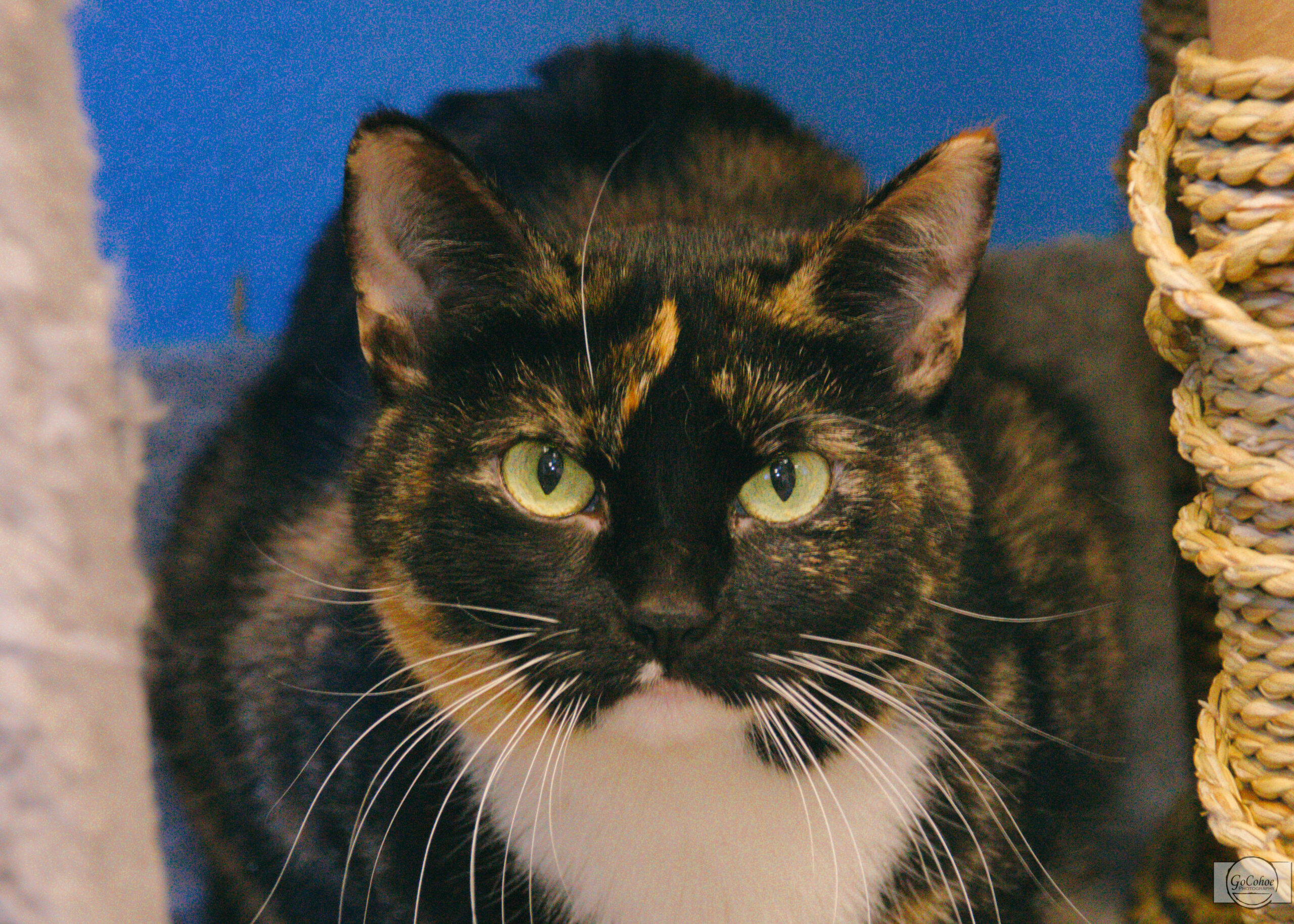 Gelato Central Alberta Humane Society