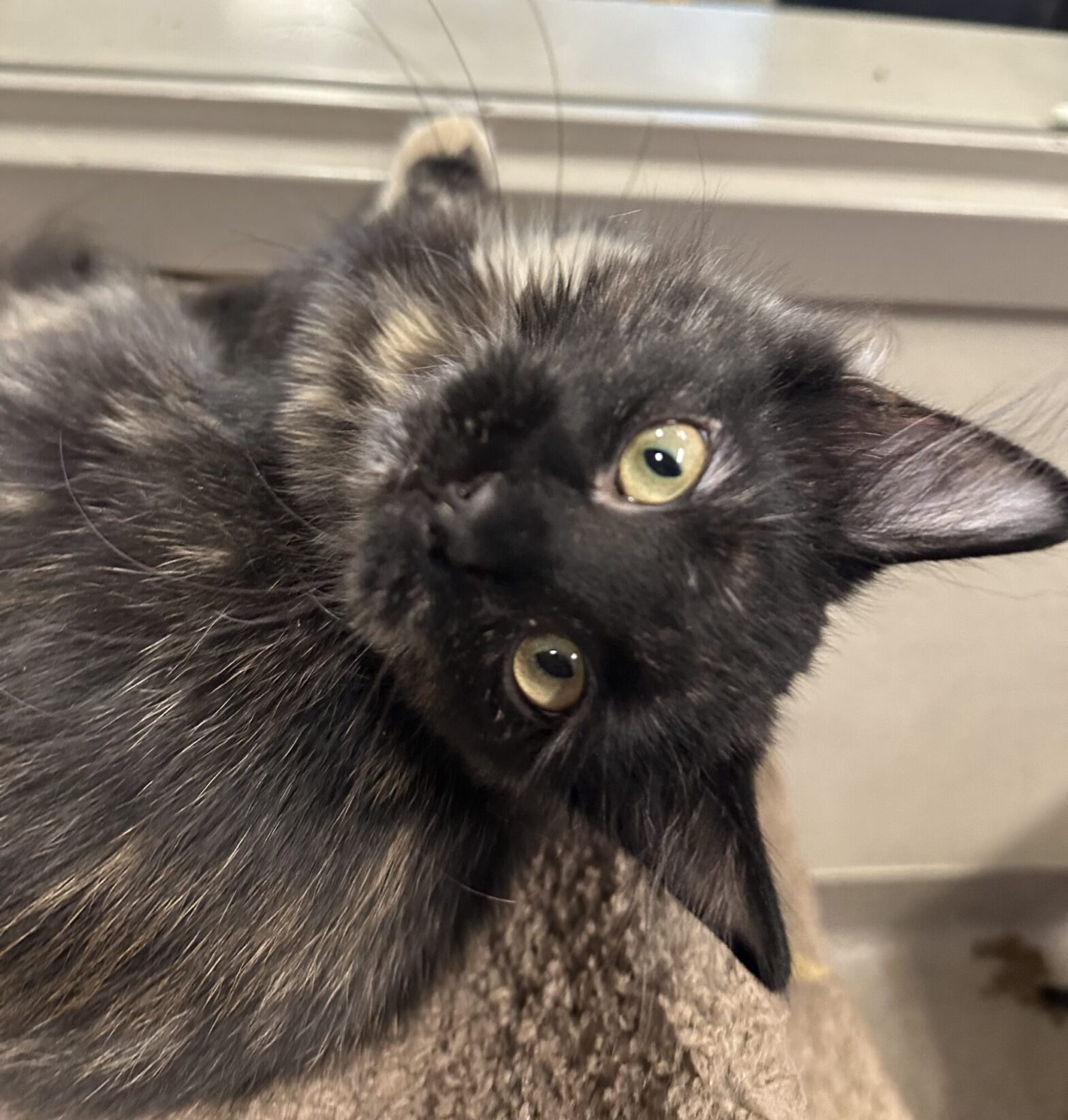 Kimchi Central Alberta Humane Society