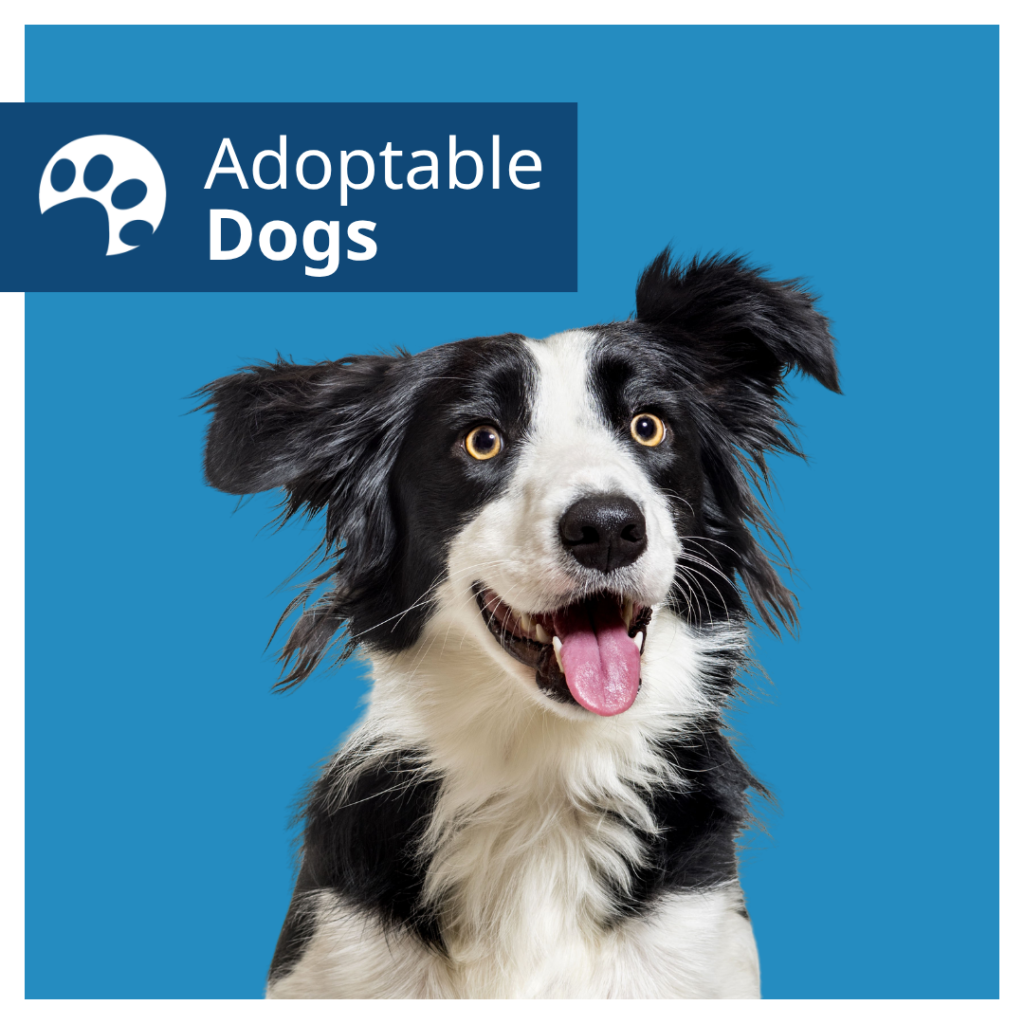 A dog on a blue background, showing Central Alberta Humane Society's adoptable dogs.